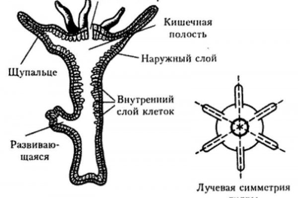 Kraken center ru